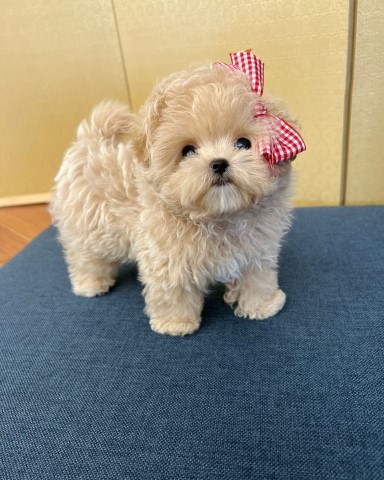 Maltipoo Puppy Available