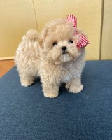 Maltipoo Puppy Available Maltipoo for sale/adoption