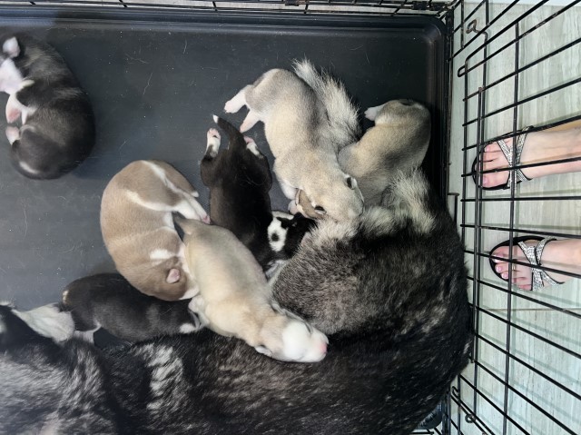 Siberian Husky puppy for sale + 64189