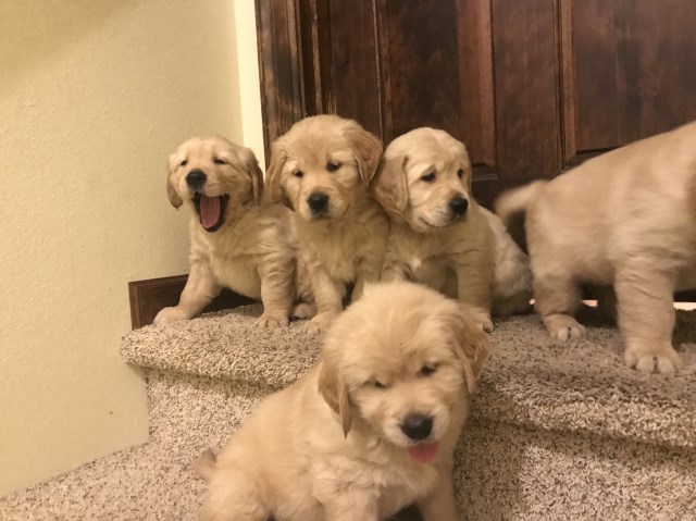 Golden retriever puppies