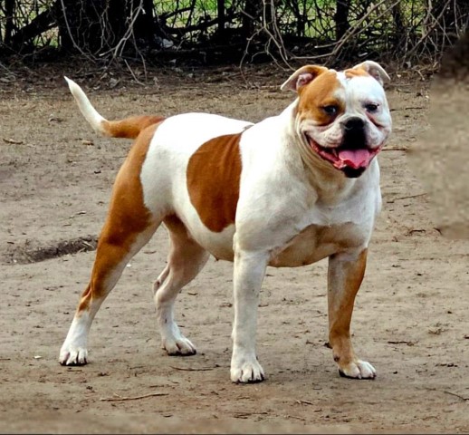 Female Classic Bully American Bulldog