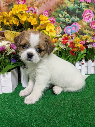 Shih Tzu X. Girl. Great with KIDS. Prespoiled!!!