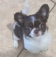 Long Coat Apple Head Female Chihuahua Faith Chihuahua for sale/adoption