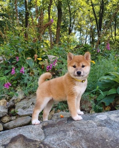 Shiba Inu puppy for sale + 67126