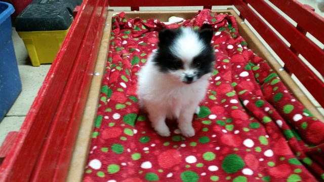 Pomeranian puppy for sale + 54473