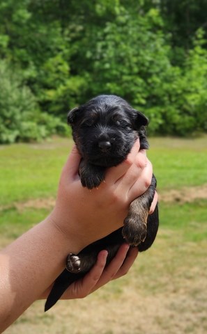 German Shepherd Puppies