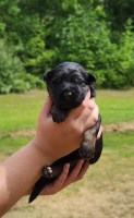 Last Puppy Listed
