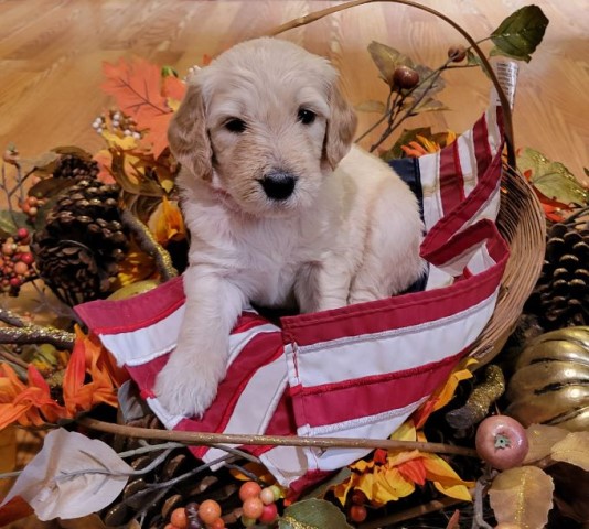 Cassie, A Great Goldendoodle ****SALE**** Oct. 14 - 16, 2022 ONLY $400.00 OFF