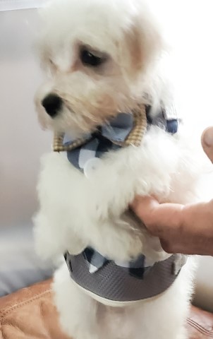 Maltese puppy for sale + 61922