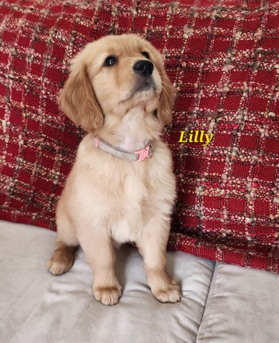 Golden Retriever puppy for sale + 66689