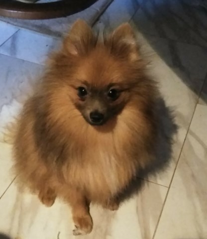 Pomeranian puppy for sale + 59060