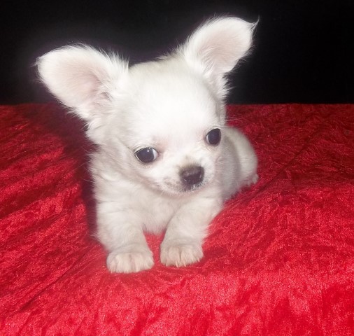Chihuahua puppy for sale + 65342