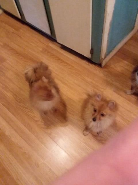 Purebred Pomeranian puppies
