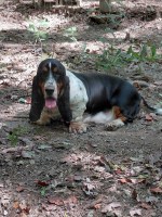 AKC BASSET HOUND,  ADULT Female, 3.5 yrs old Basset Hound for sale/adoption