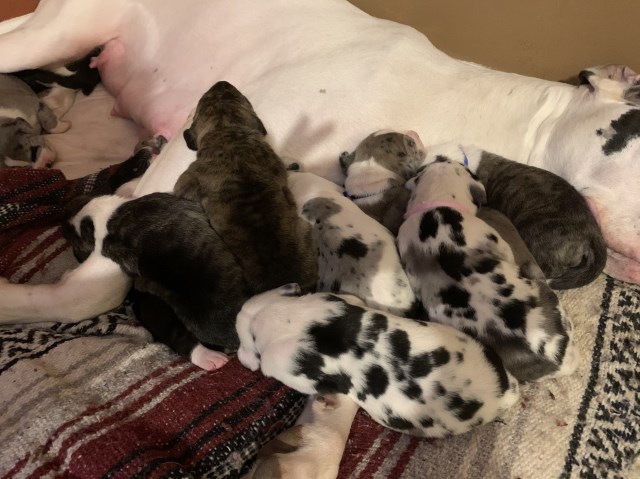 Great Dane puppy for sale + 59383