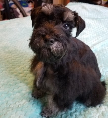 Miniature Schnauzer puppy for sale + 54607