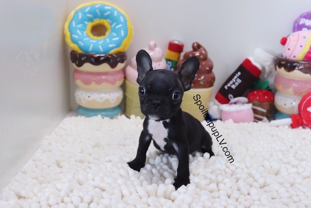 French Bulldog puppy for sale + 54493
