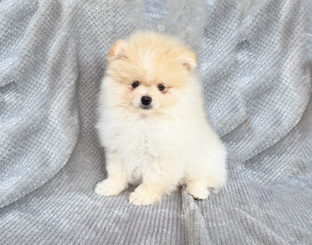 Pomeranian puppy for sale + 67108
