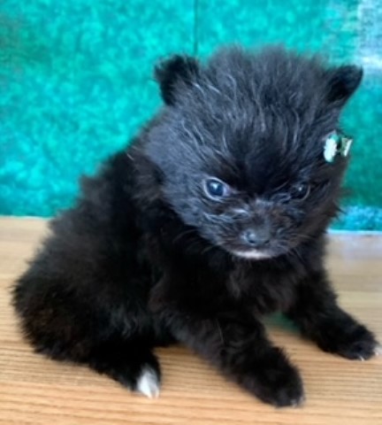 Pomeranian puppy for sale + 60787