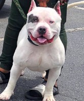 Krypto The American Bully American Bulldog for sale/adoption