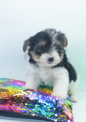 Purebred Biewer Yorkshire Terrier puppy BOY Martin