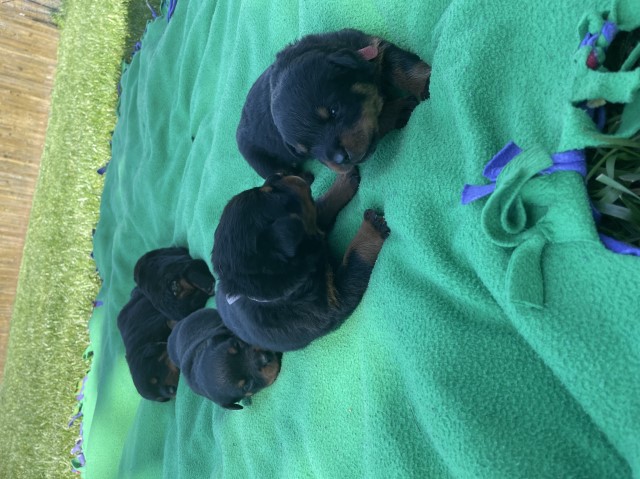 Rottweiler puppy for sale + 63421