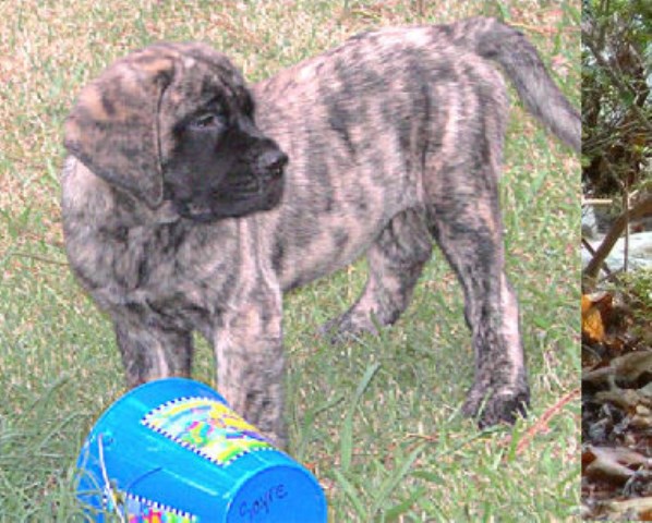 Mastiff puppy for sale + 55367