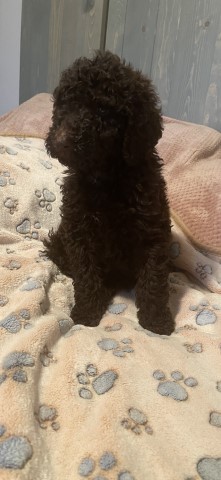 Labradoodle Puppies