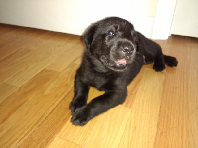 Labrador Retriever puppy for sale + 53455