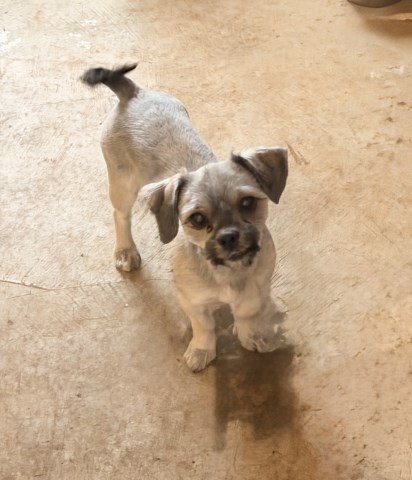 Sweet Bella is looking for a new loving home !