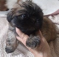sold Tiny Shihtzu Boy 7 weeks Shih Tzu for sale/adoption