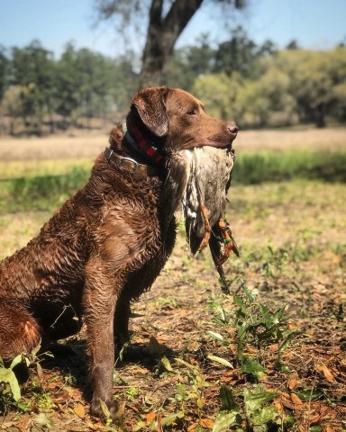 Chesapeake Bay Retriever puppy for sale + 63919