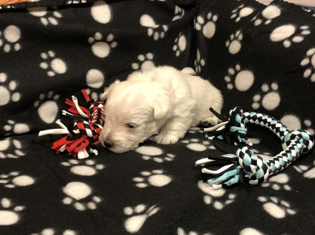 West Highland White Terrier puppy for sale + 63691