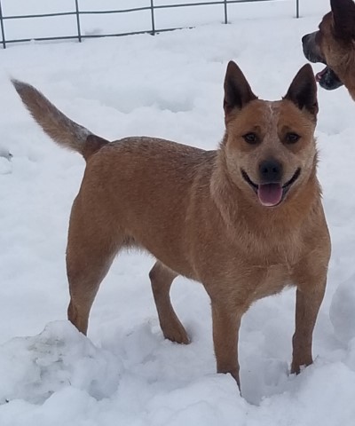 Australian Cattle Dog puppy for sale + 61437