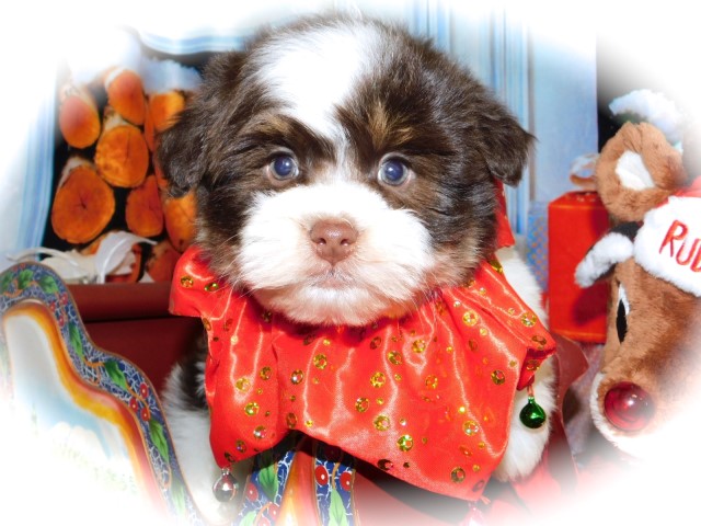 Chicago Shih Tzu/Havanese. Nonshedding/Allergy Free. *^*SALE*^*  Financing!!!