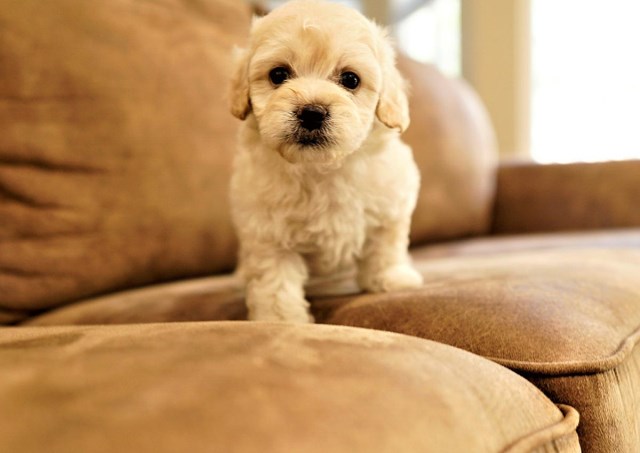 Cockapoo puppy for sale + 60281