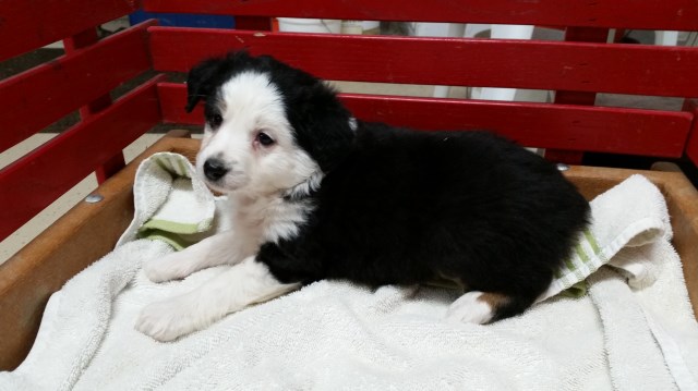 Miniature Australian Shepherd puppy for sale + 54466