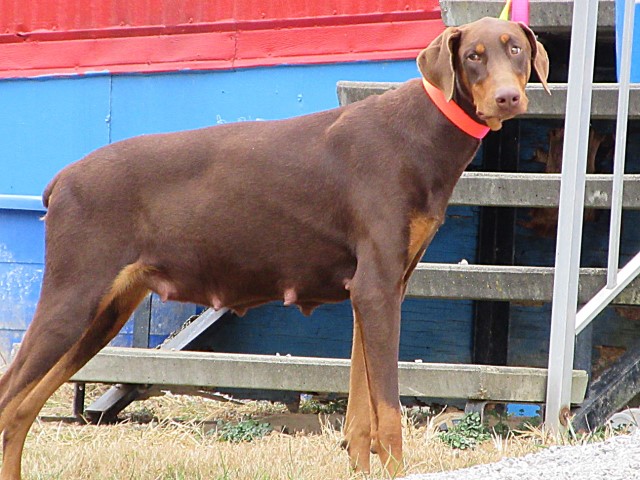 Doberman Pinscher puppy for sale + 63422