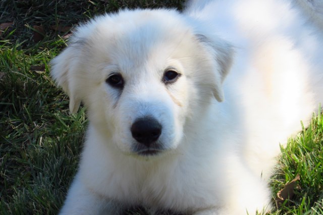 Great Pyrenees puppy for sale + 50307
