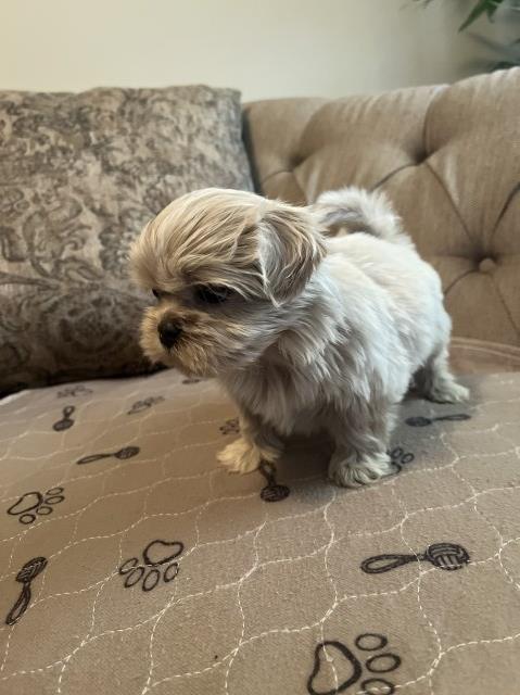 Shih Tzu puppy for sale + 67078
