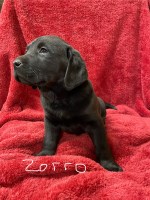Pure Bred Labs looking for you!!! Labrador Retriever for sale/adoption