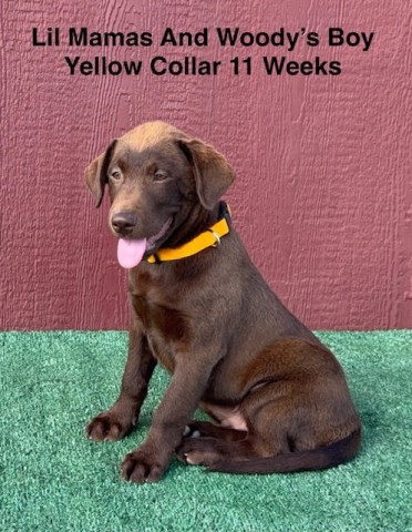 AKC Male Chocolate And Silver Labrador Puppies