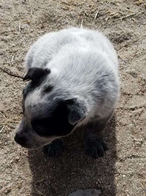 CUPID Pure Bred Blue Heeler