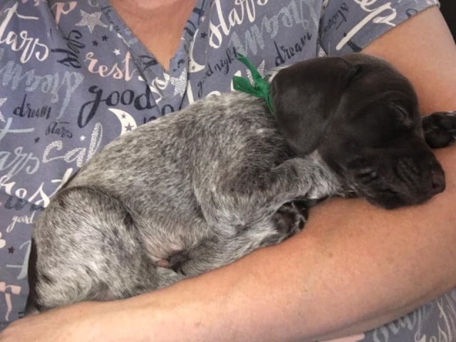 German Shorthaired Pointer puppy for sale + 60073