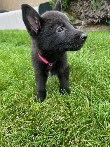 German Shepherd Dog puppy for sale + 66102