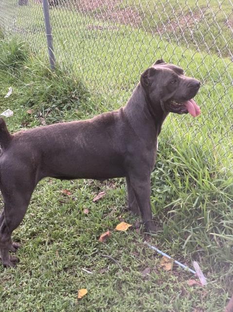 Cane Corso Outlaw Hero and Outlaw Star puppies