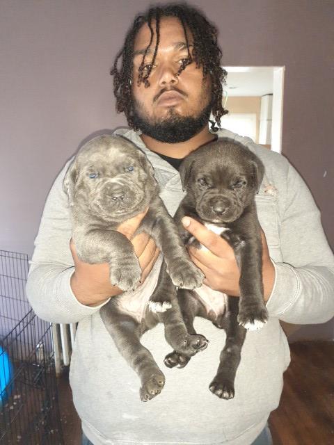 Cane Corso puppy for sale + 60859