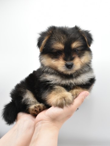 Yorkshire Terrier puppy for sale + 63191