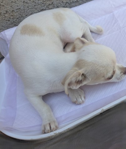 Chihuahua puppy for sale + 67040