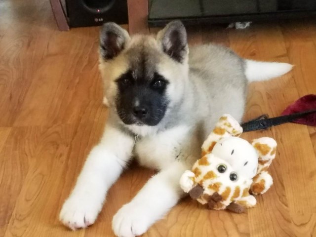 Akita puppy dog for sale in WILSON, North Carolina